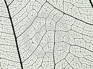 leaf skeleton with veins and cells