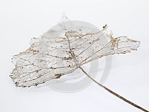 Leaf skeleton with veins and stalk