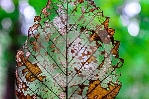 leaf skeleton in the woods