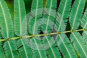 Leaf of sleepy plant or shy plant for texture background.