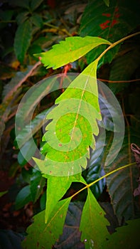 The leaf of small tree colur of green