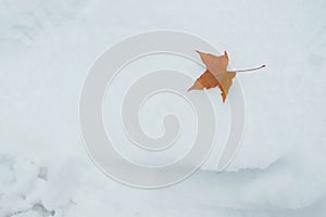 Leaf on Snow