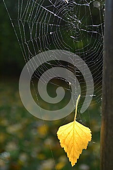 Leaf in a spider web photo