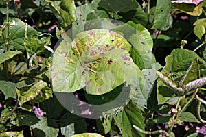 Leaf spot disease on mungbean, plant disease