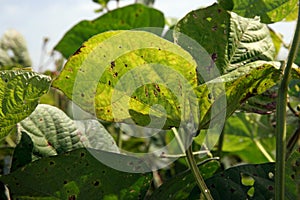 Leaf spot disease on mungbean, plant disease photo