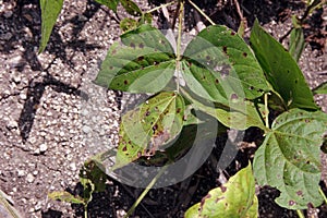 Leaf spot disease on mungbean, plant disease