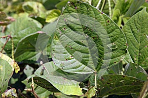 Leaf spot disease on mungbean, plant disease photo