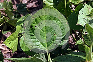 Leaf spot disease on mungbean, plant disease photo