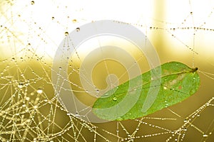 Leaf on sprider web