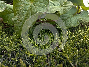 Leaf spring green trees grass