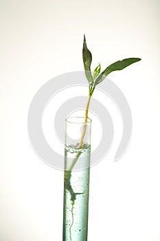 Leaf Sprout In Test Tube