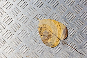 Leaf on stainless steel floor plate