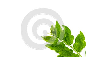 Leaf Star gooseberry white background in studio