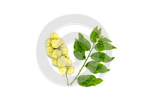 Leaf Star gooseberry white background in studio