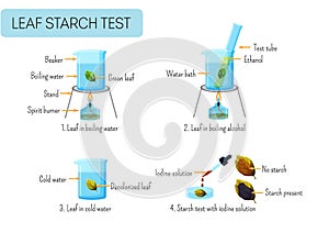 Leaf starch test. School scientific experiment proves photosynthesis in leaves.