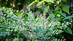 Leaf and stem characteristics, herbaceous plant, Lawsonia inermis, Lythraceae, close-up photo