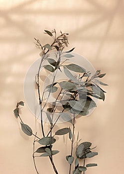 Leaf stem dry beige eucalyptus plant flat lay on brown paper with sunlight and shadow