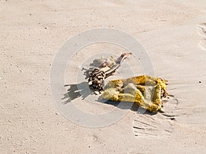 Leaf and stem on kelp washed-up