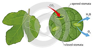 Leaf stomata