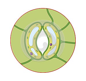 Leaf stomata cell structure