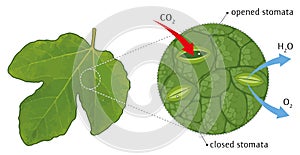 Leaf stomata photo