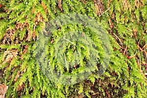 Leaf on stone