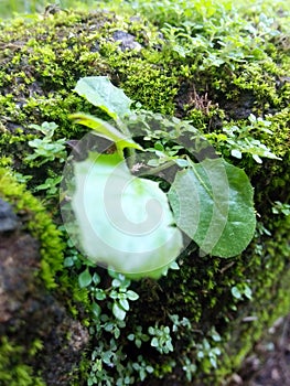 leaf and stone growing moss