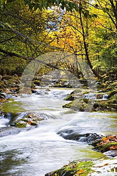 Leaf-strewn Stream in the Smokies