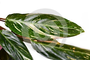 Leaf of `Stromanthe Sanguinea Magicstar` plant leaves with white variegation spot pattern on top and dark pink leaf bottom on whit photo