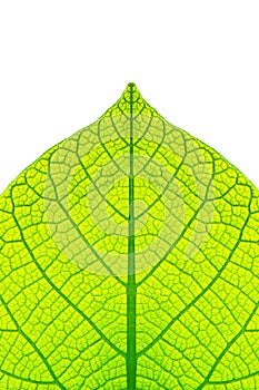 Leaf structure