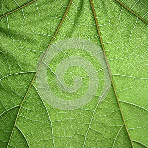 Leaf structure