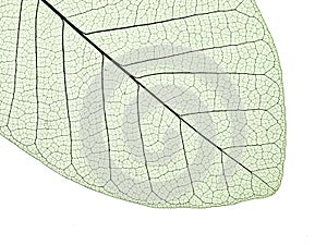 Leaf structure