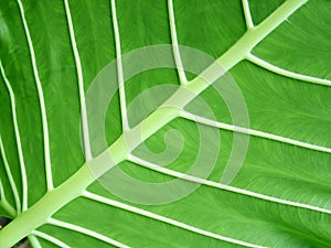 Leaf Structure