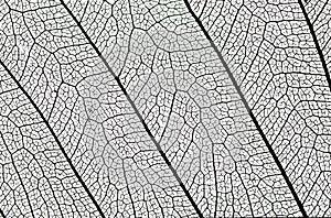 Leaf structure detail