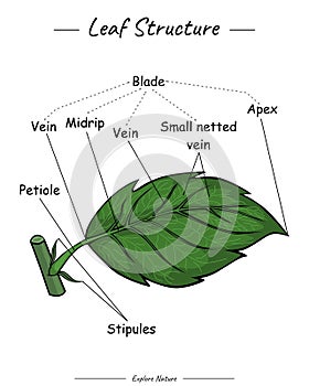 Leaf structure. Part of leaf