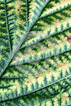 Leaf structure of raspberry bush in autumn colors from nearby