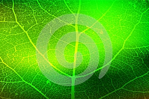 Leaf Structure Skeleton with Veins Vector Grunge Background