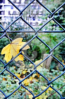 Leaf stuck in wire mesh
