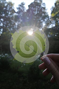 leaf sun light unusual close-up green ray