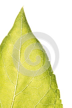 Leaf