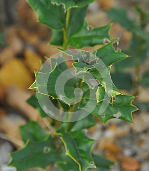 Even if the leaves were bitten off by insects, the leaf of Ilex cornuta did not become listless at all. photo