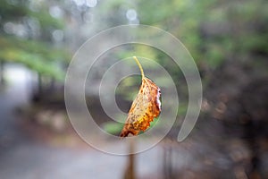 Leaf suspended by a spider web