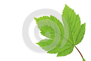 Leaf of sycamore maple. Closeup on white.