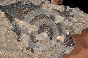 Leaf Tail Gecko