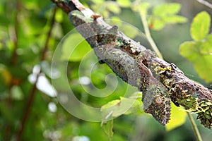 Leaf-tailed gecko