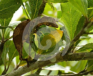 Leaf-tailed Gecko, Bladstaartgekko, Uroplatus henkeli