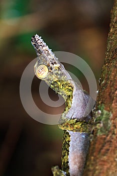 Leaf-tailed Gecko looking