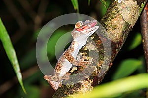 Leaf-tailed Gecko Madagascar