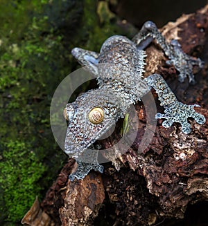 Leaf-tailed Gecko, Madagascar