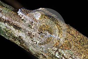 Leaf-tailed Gecko portrait side